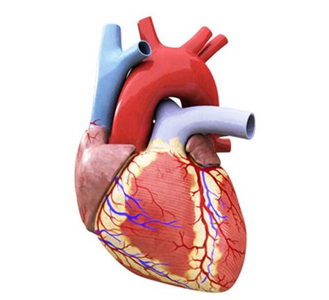 External Structure Of Human Heart