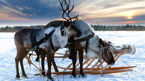 Los Renos Un Animal Símbolo De Navidad Hogarmania