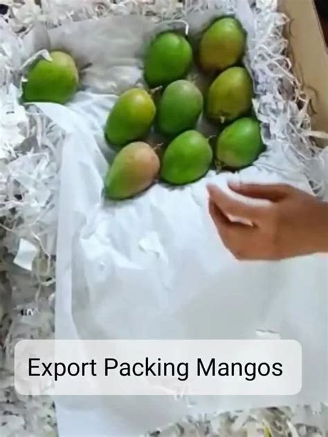 Alphonso Mango Green Fresh Farm Mangoes Carton Packaging Size Kg