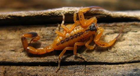 Tityus stigmurus - Alchetron, The Free Social Encyclopedia