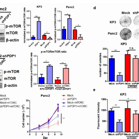 PDP1 Induced PDAC Cell Proliferation And Migration By Inducing