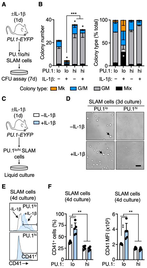 Cells | Free Full-Text | PU.1 Expression Defines Distinct Functional ...