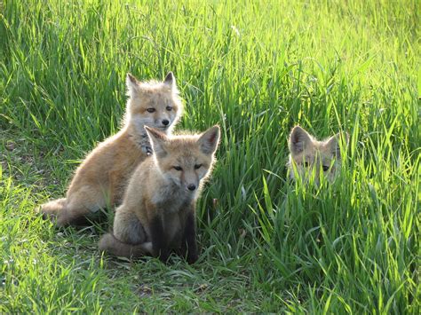 Fox Pups Photograph by Creations by Shaunna Lynn - Pixels