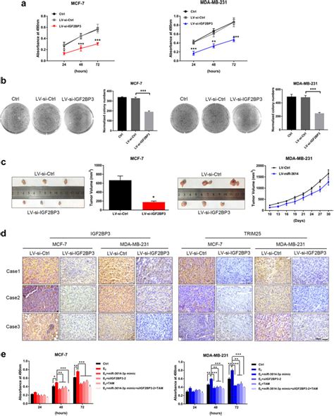 Igf Bp Depleted Inhibits Bc Cell Proliferation A B Mtt Assay And