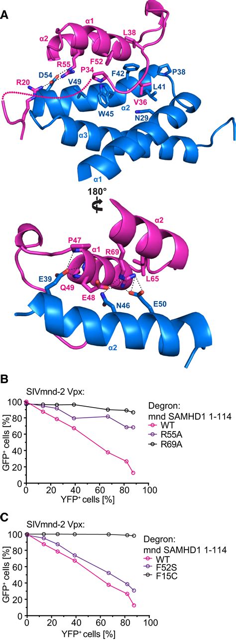 Molecular Determinants For Recognition Of Divergent Samhd Proteins By