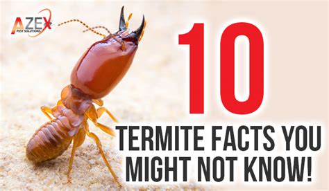 Termite Facts You Might Not Know Azex Pest Solutions