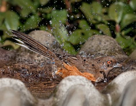 Eastern Towhee Audubon Field Guide