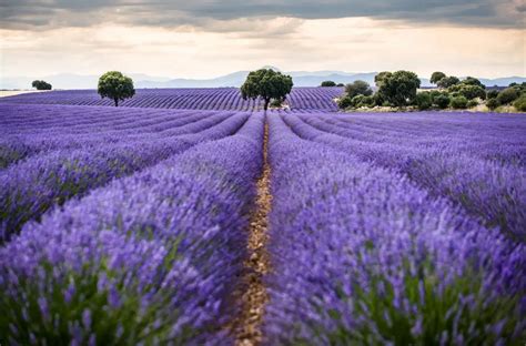 As Lucen En Su M Ximo Esplendor Los Campos De Lavanda De Brihuega