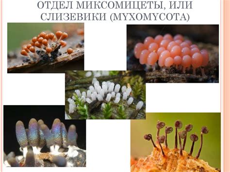 Царство грибы. Общая характеристика грибов. Отдел Миксомицеты. Отдел ...