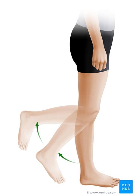 Types Of Movements In The Human Body Kenhub