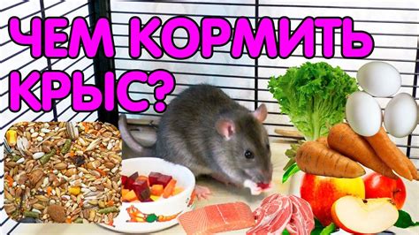 Чем кормить крысу? Кормление декоративных крыс - YouTube