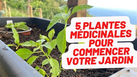 Plantes M Dicinales Pour Commencer Votre Jardini Re Aux Antilles