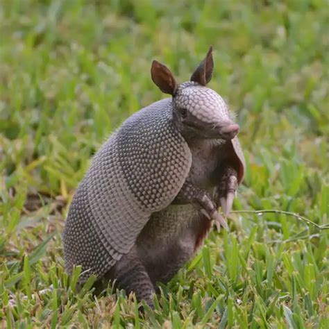 Expert Armadillo Removal Services in Goldenrod, Florida - Florida ...