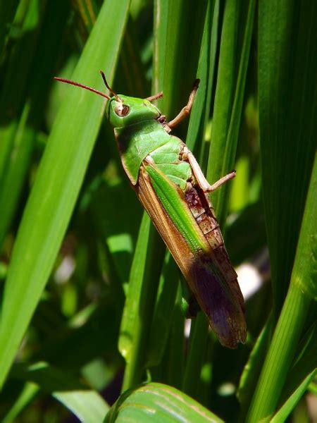 Northern Green Striped Grasshopper Project Noah