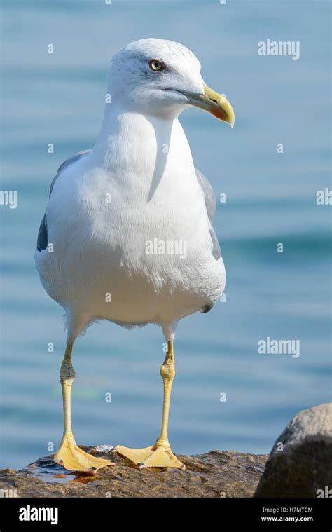 Outside photo of seagull bird close-up Stock Photo - Alamy