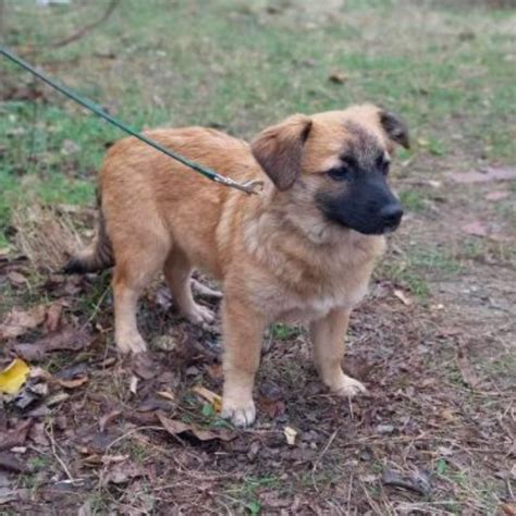 Marika Chien Croisé e à l adoption Neuilly Plaisance Pet Adoption