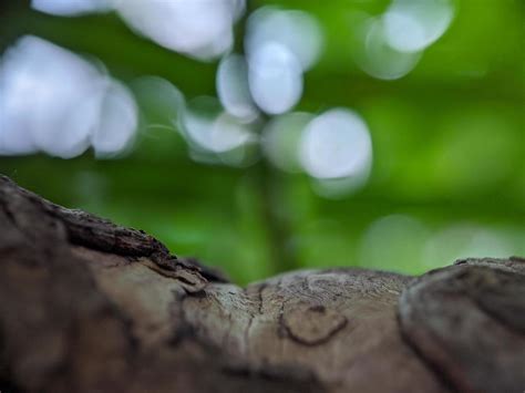 Natural Photo Stock Photos, Images and Backgrounds for Free Download