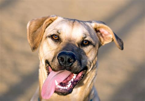 The Labrabull Labrador Retriever X American Pit Bull Terrier Mix