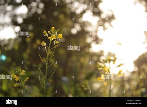 Mustard plant flower Stock Photo - Alamy