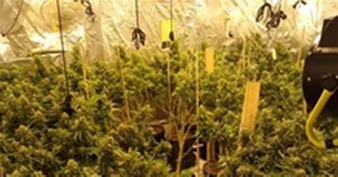 Man Arrested After Police Seize 187 Cannabis Plants From House In Skegness Lincolnshire Live