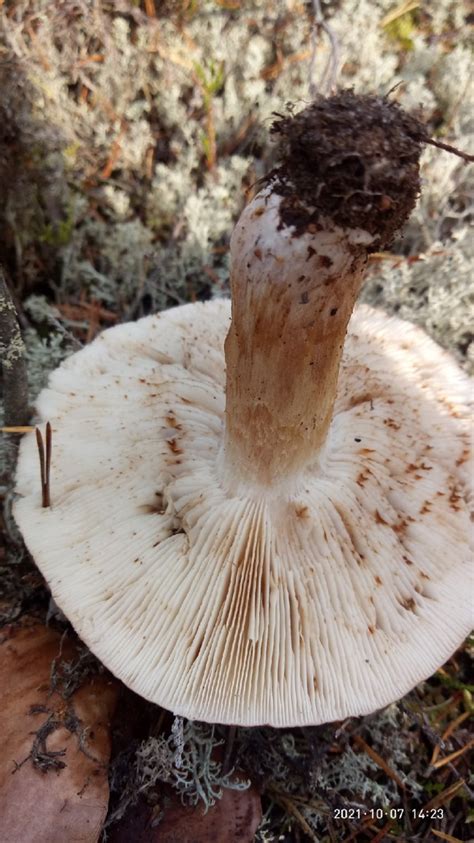 Рядовка пятнистая (Tricholoma pessundatum) фото и описание