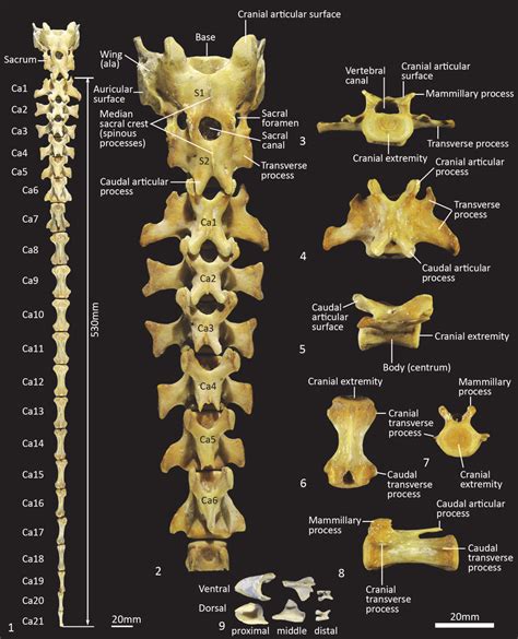 Sacral And Caudal Vertebrae Sama M1960 1 Complete Sacro Caudal Download Scientific Diagram