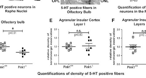 Morphological Analysis Of The Serotonergic System A Representative