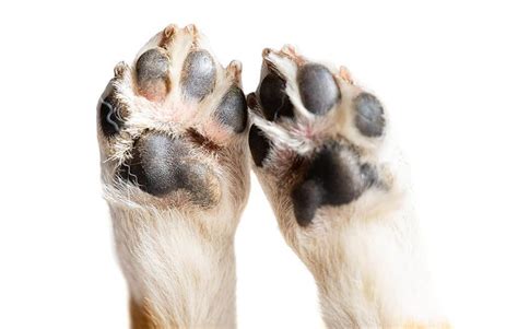 What Is Dog Paw Hyperkeratosis And How To Manage It Petlab Co