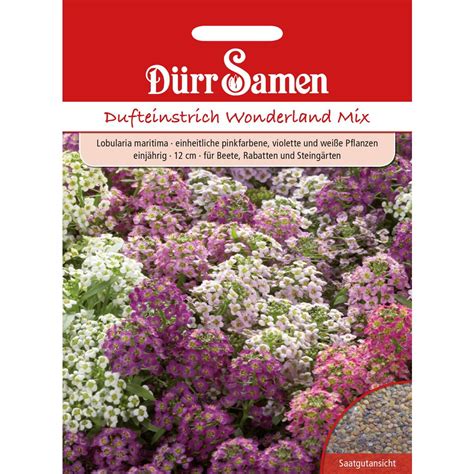 Dürr Samen Duftsteinrich Wonderland Mix 1 Packung Bloomling Deutschland