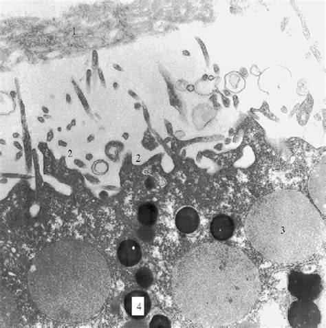 Figure From The Use Of Xenopus Laevis Oocytes For The Functional