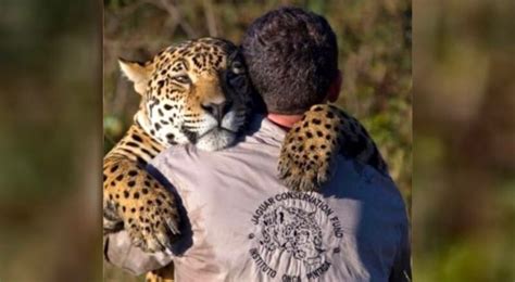 Instituto Onça Pintada é multado pelo Ibama por morte de animais