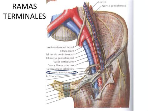 Irrigación E Inervación Del Epidídimo Y Testículo Ppt