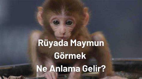 Rüyada Maymun Görmek Nedir Rüyada Maymun Görme YouTube