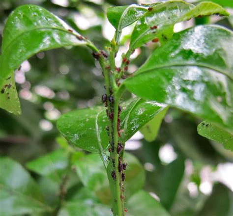 Mandarin Orange A Tree With Tasty Easy To Peel Citrus Fruits
