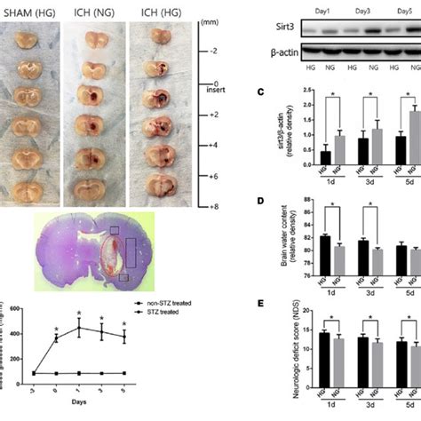 Hyperglycemia Suppressed Sirt3 Expression And Aggravated Cerebral