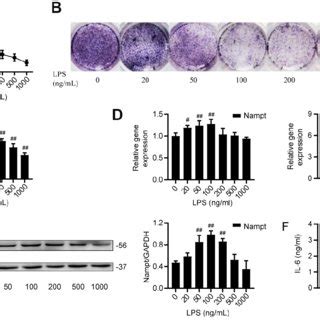 Nampt Promoted Lps Induced Inflammation In Mc T E Cells After