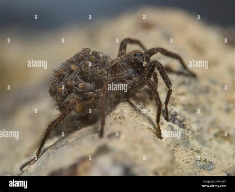 France Auvergne Wolf Spider Pardosa Amentata The Female Carries