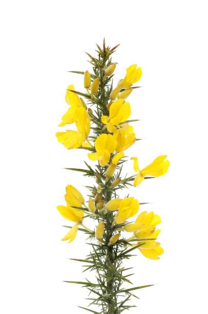 11000 Gorse Plant Stock Photos Pictures And Royalty Free Images Istock
