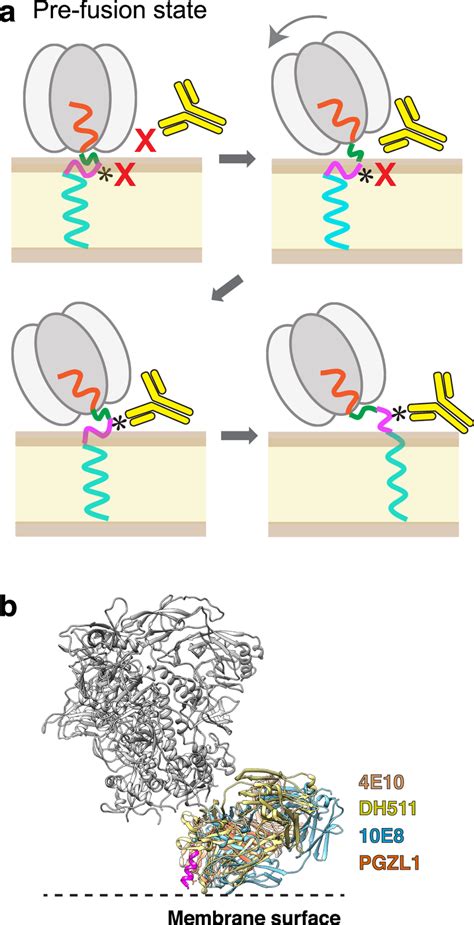 Model For Stepwise Binding Of An Anti MPER BnAb To The HIV 1 Env