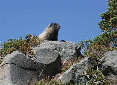 Marmot | Rodent Adaptations & Behavior | Britannica