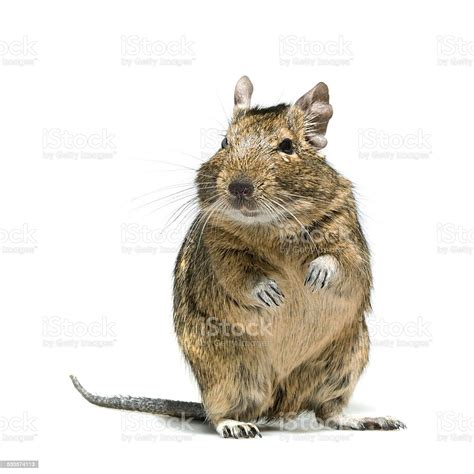 Degu Food For Healthy Pets at Home - Pet Food Guide