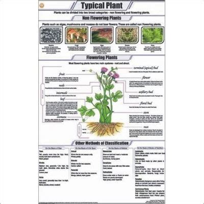 typical plant chart   price   delhi delhi   kansil sons