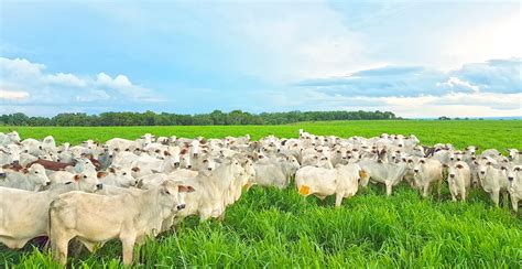 O Crescimento Da Agropecuária Brasileira Em Meio A Necessidade Mundial