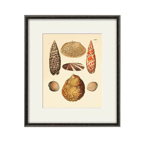 Antique Seashell Art Print Vintage Nautical Art Print Sea Art Etsy