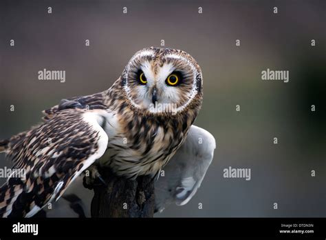 Owl Hi Res Stock Photography And Images Alamy