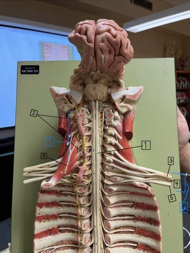 A P1 Exercise 8 Spinal Cord Anatomy External Anatomy Nerve Plexuses