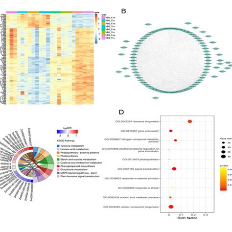 Co Expression Network Analysis Of Hub Genes A Heatmap Showing The