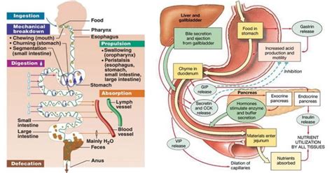 Physiology Of Digestion The Science Notes