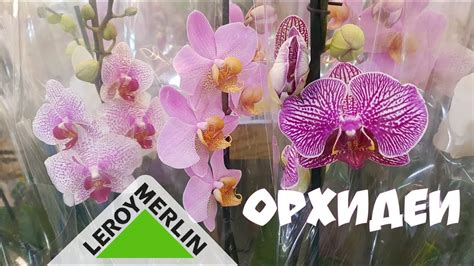 LEROY MERLIN | ОРХИДЕИ в ЛЕРУА МЕРЛЕН | Орхидея Orchid ORCHIDS на 12.10 ...