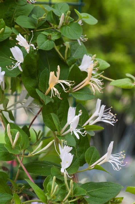 Lonicera Japonica Hall S Prolific